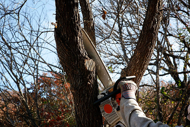 Summerfield, NC Tree Care Company